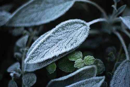 Close-up of Frosty Plant Leaves 