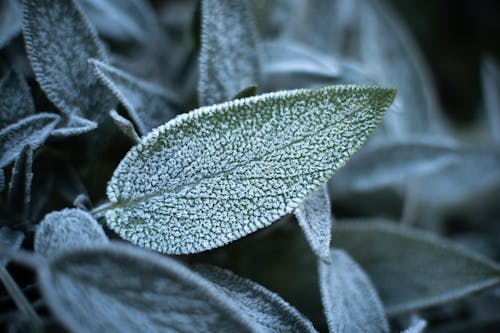 Leaves in Frost