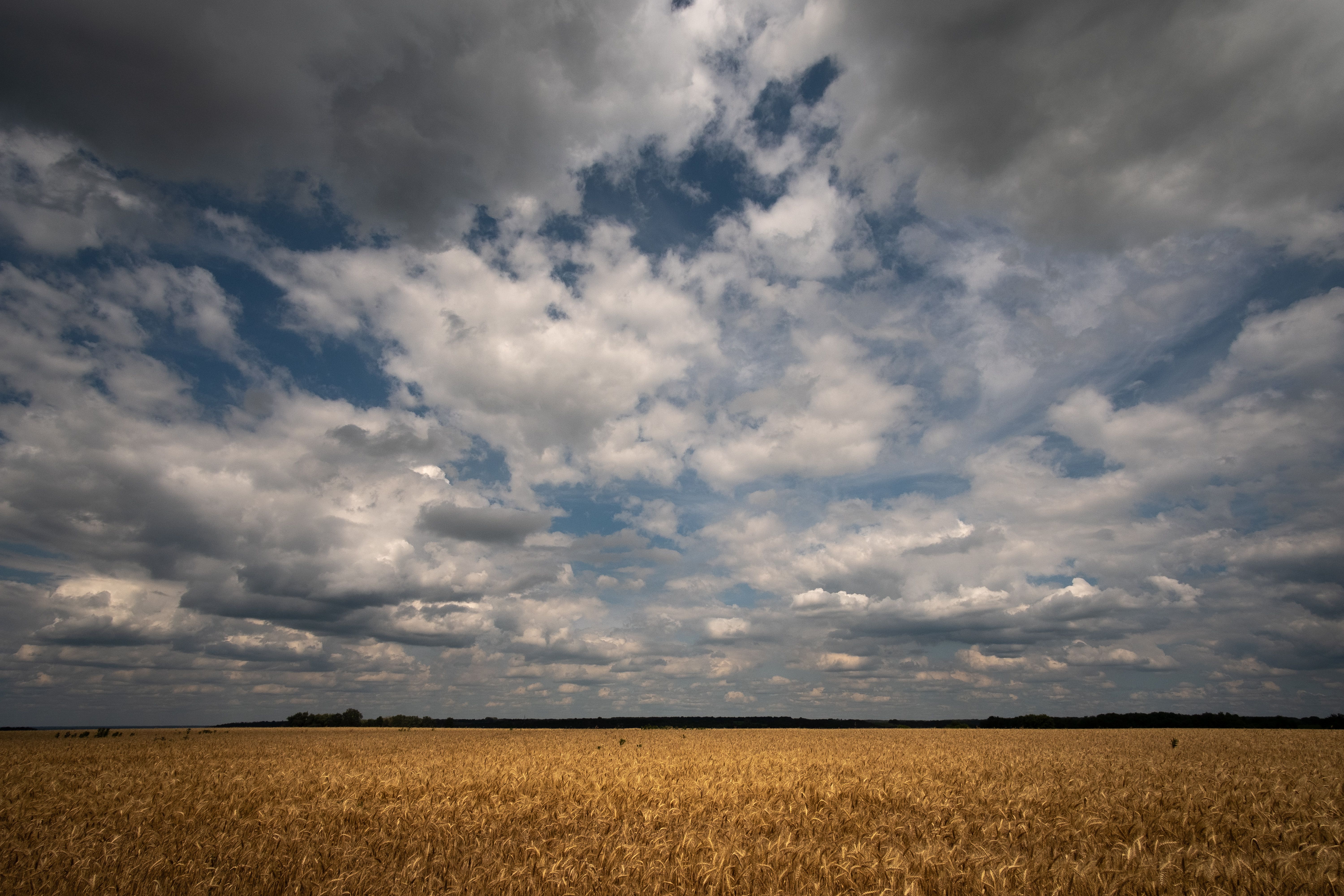 A wheat field with clouds in the sky · Free Stock Photo