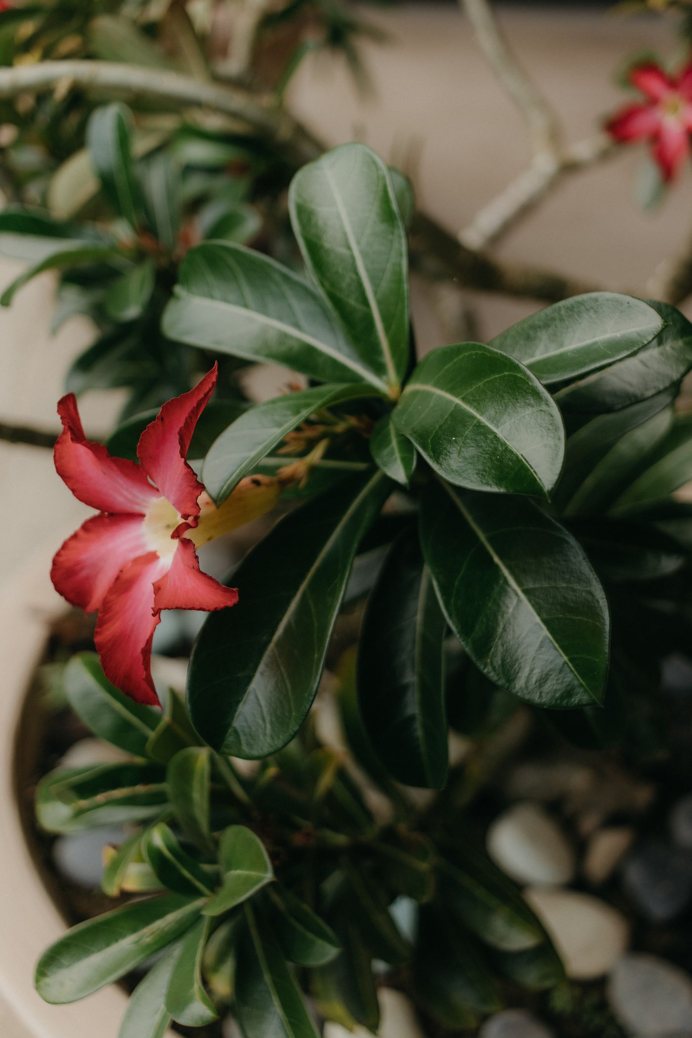 Foto de stock de adenium: um toque de sol no jardim