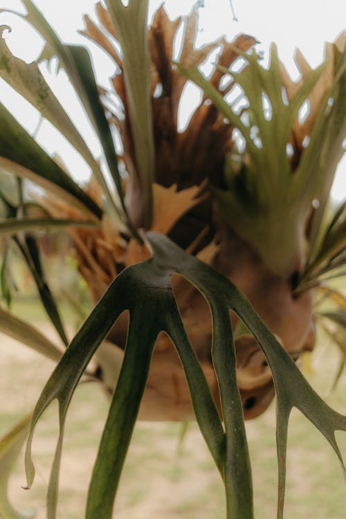 Close-up of a Staghorn Fern Plant 