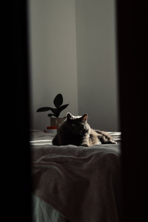 가정의, 고양잇과 동물, 누워 있는의 무료 스톡 사진