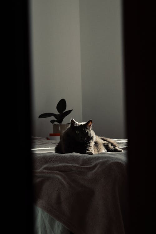 Cat Lying on a Bed Covered with a Blanket