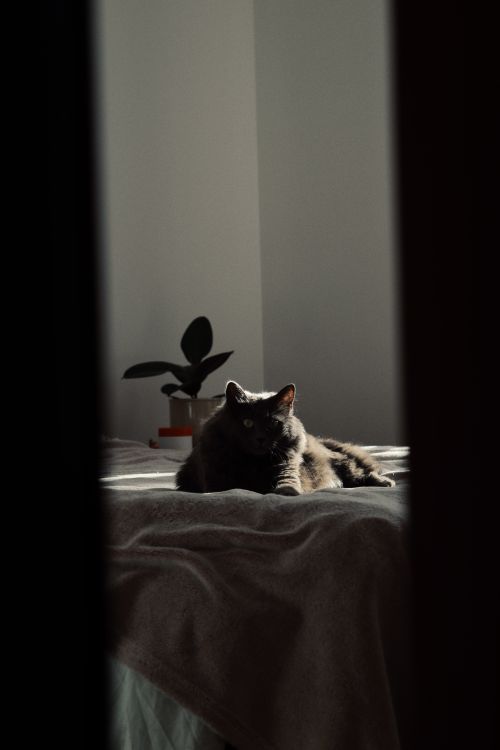 Free Gray cat lounging on a bed with sunlight filtering through, creating a peaceful indoor scene. Stock Photo