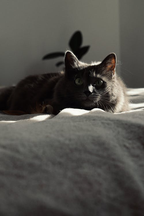 Gray Cat Lying on the Bed