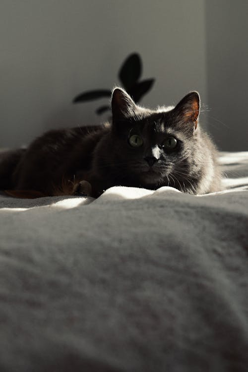 Free Gray Cat Lying on the Bed Stock Photo