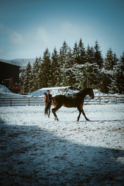 A Horse on a Paddock in Winter 