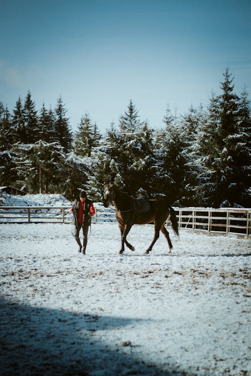 Man Leading a Saddled Horse Along a Snow Covered Corral