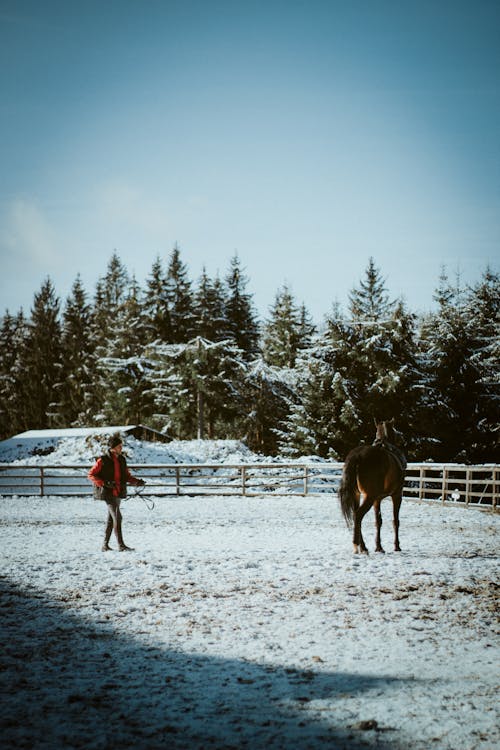 Man with Horse in Horse Pen in Winter