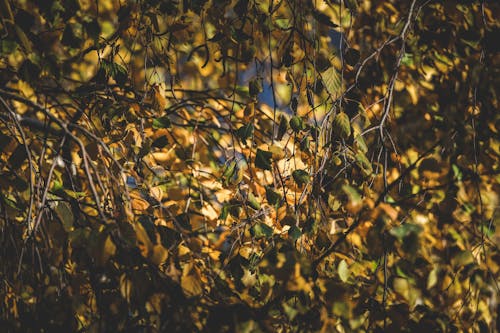 Autumnal Leaves on Tree Branch