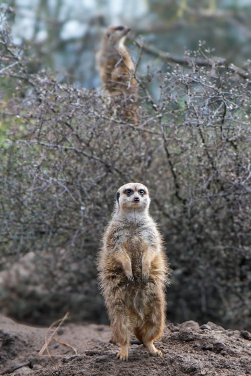 Looking Around Meerkats Standing on Their Hind Legs