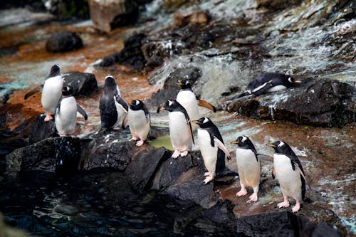 Free Penguins on Rocks on Shore Stock Photo