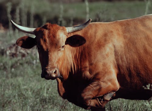 Fotobanka s bezplatnými fotkami na tému býk, dobytok, farma