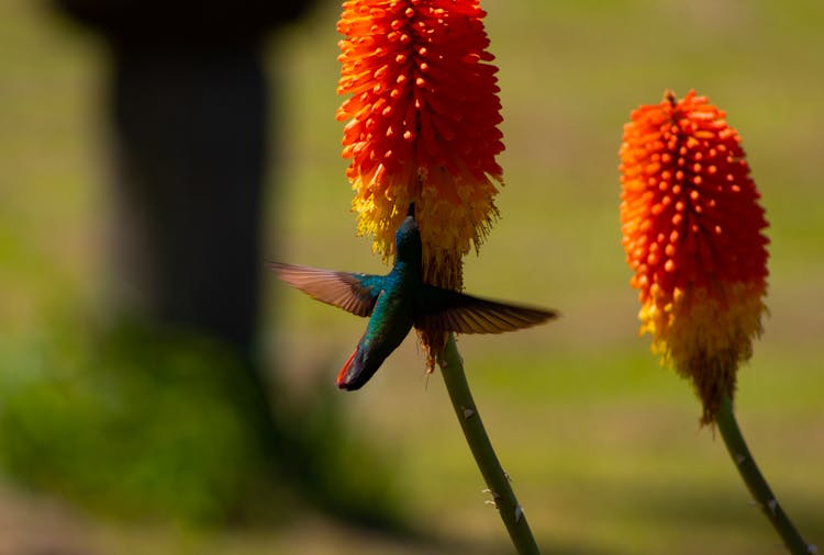 Hummingbird Drinking Nectar From Red Hot Poker