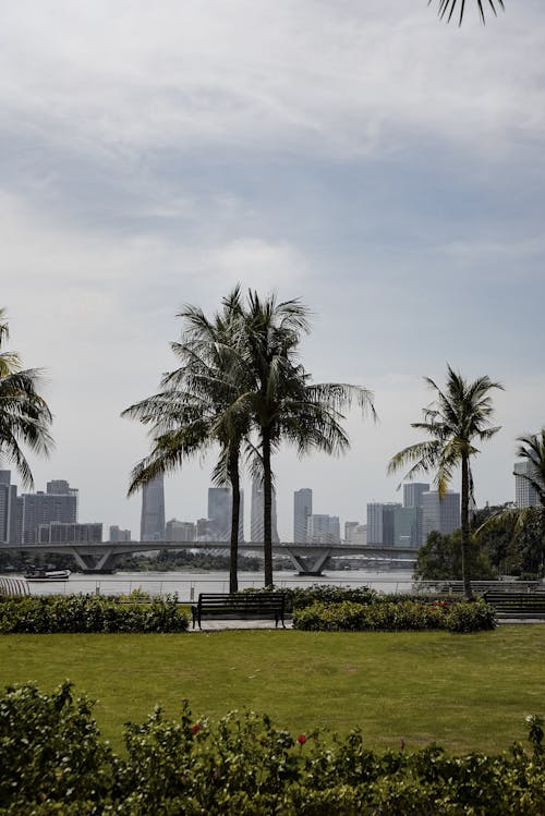 Scenic Park with Palm Trees in Miami