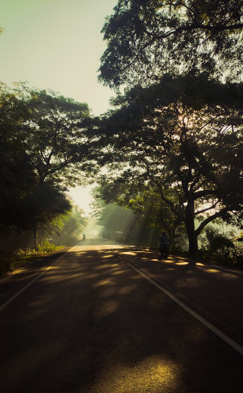 Immagine gratuita di alberi, campagna, luce del sole