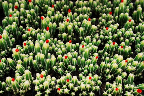 Ilmainen kuvapankkikuva tunnisteilla kaktus, kasvikunta, kesä