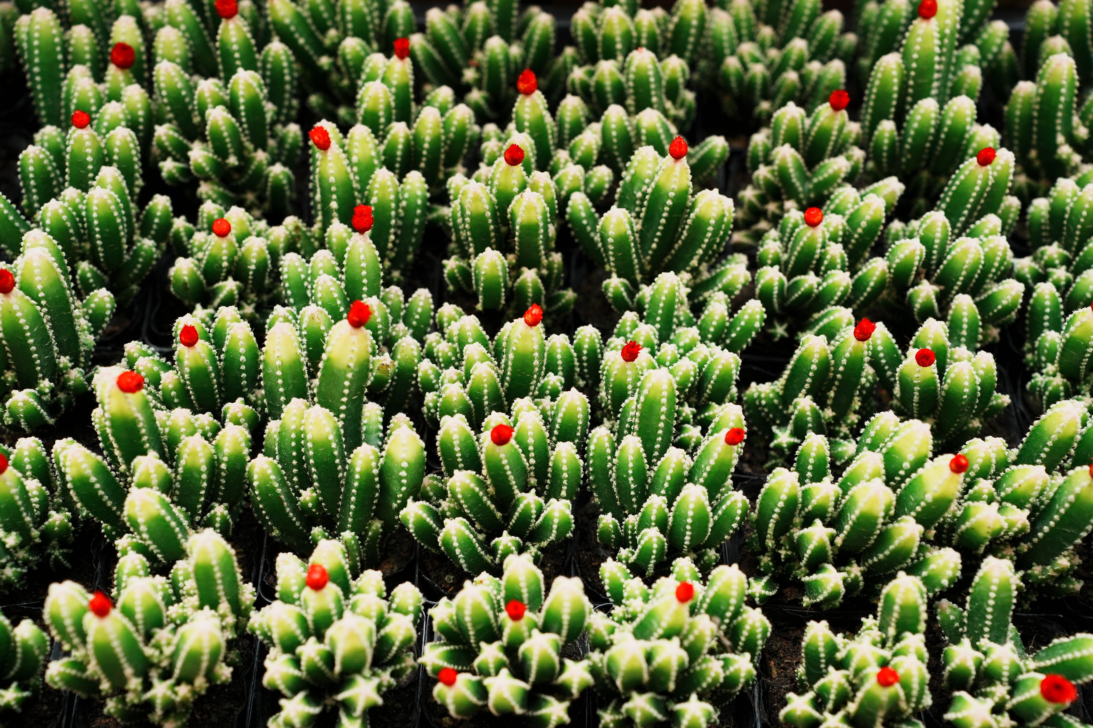 Sharbs Photos, Download The BEST Free Sharbs Stock Photos & HD Images