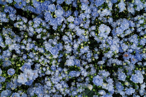 Abundance of Blue Flowers