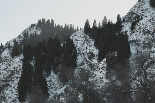 Forest on Hills in Winter