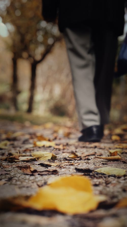 Immagine gratuita di autunno, cadere, camminando