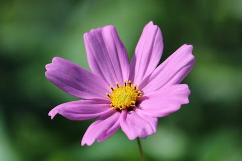 Blooming Purple Cosmos Flower