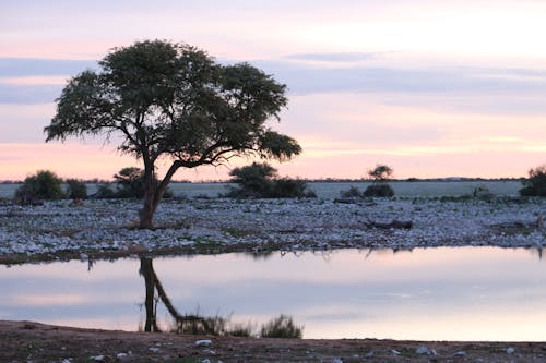 Gratis stockfoto met avond, boom, dageraad