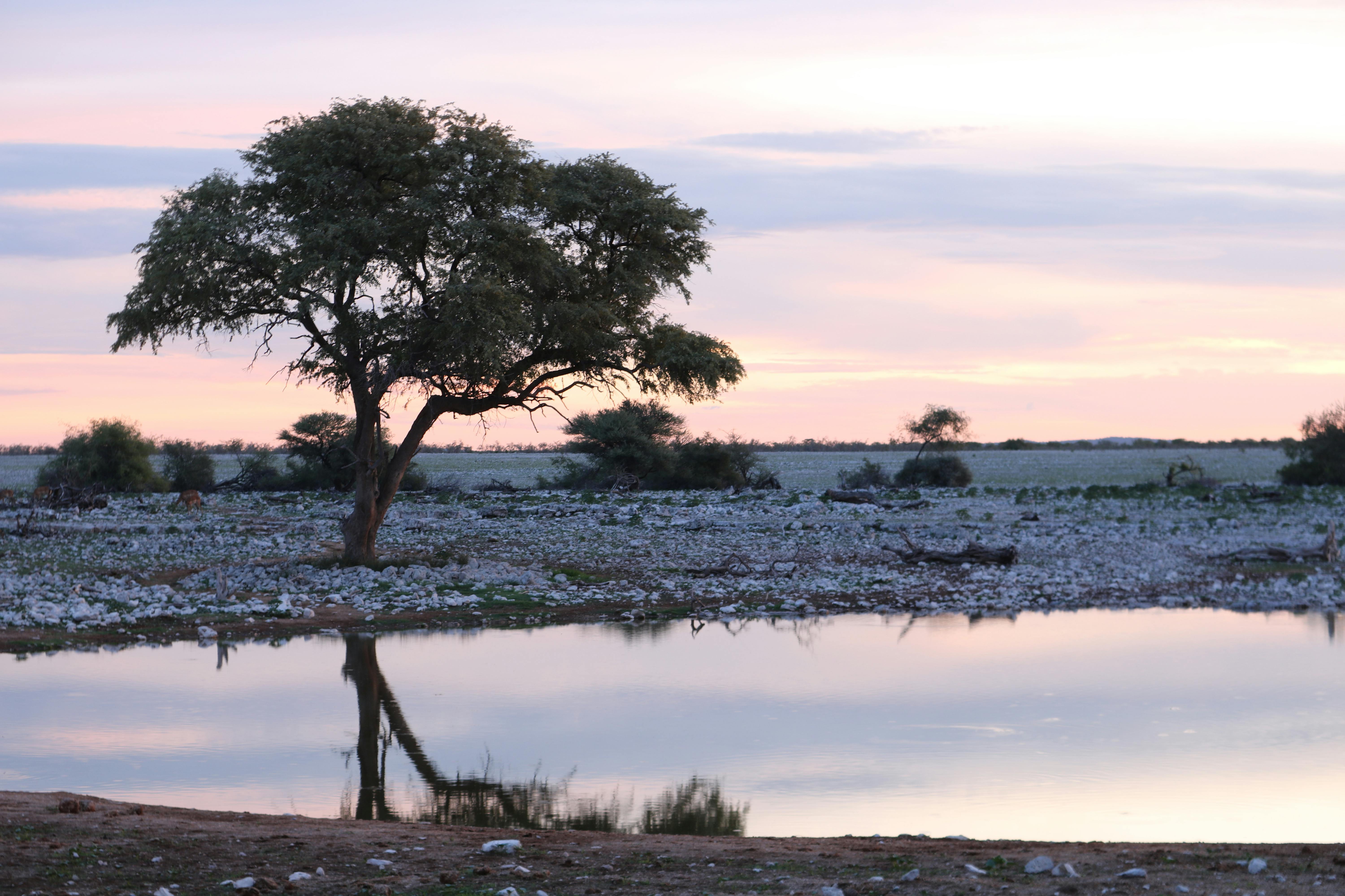 Reflection Tree Photos, Download The BEST Free Reflection Tree Stock ...