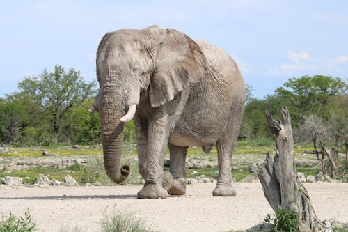 An African Elephant in the Wild