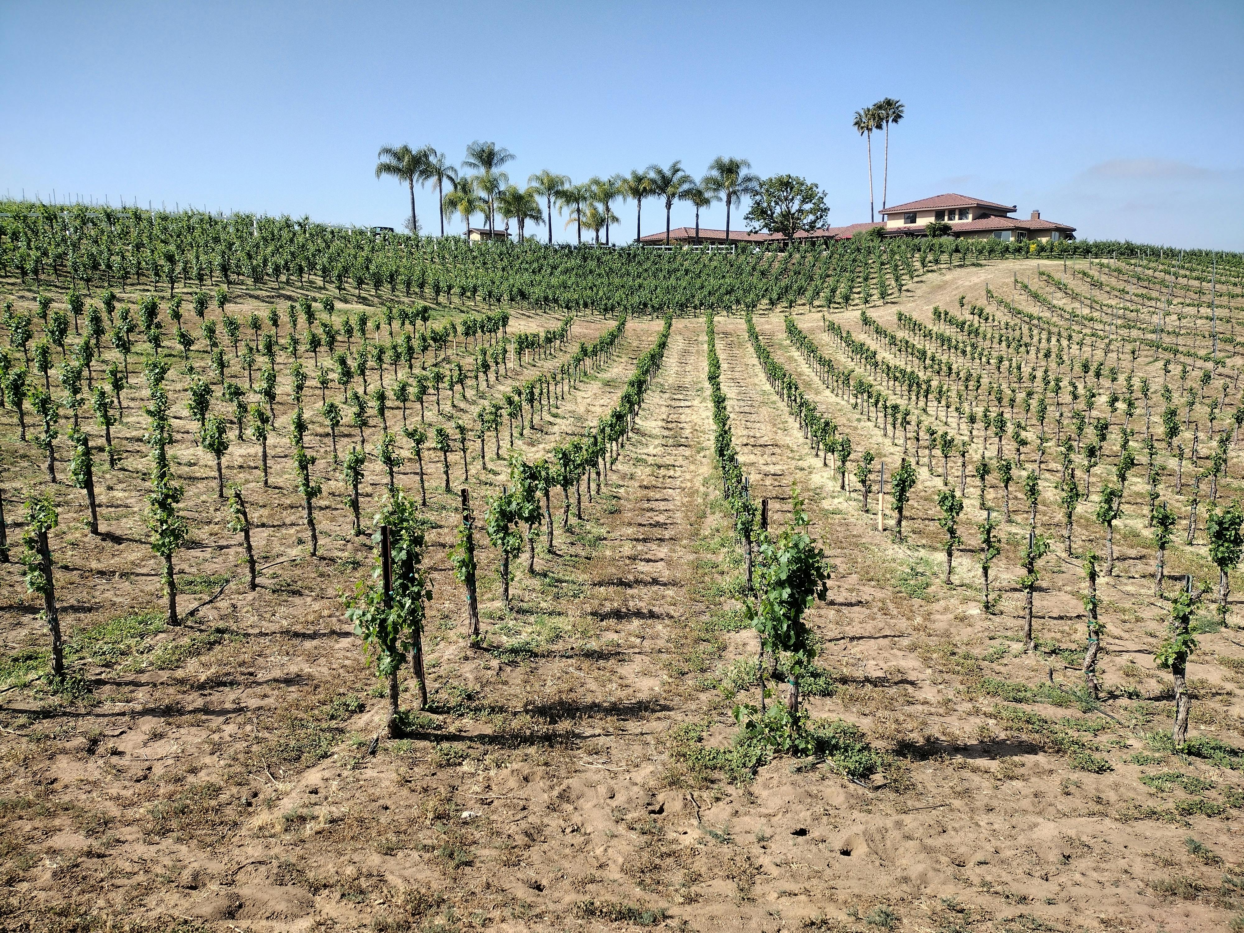 Lush vineyard with neat rows, palm trees, and estate under clear sky.