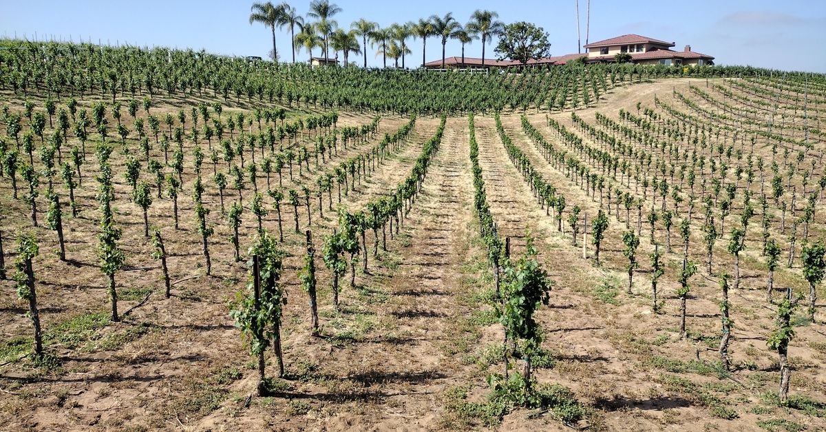 Lush vineyard with neat rows, palm trees, and estate under clear sky.