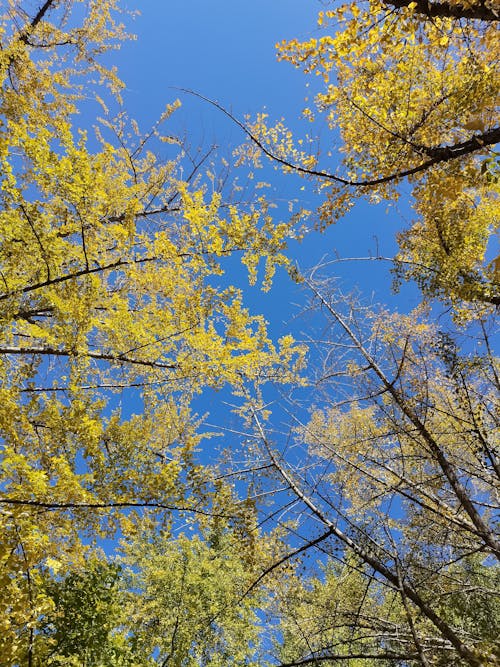 Foto profissional grátis de céu azul, ecológico, floresta