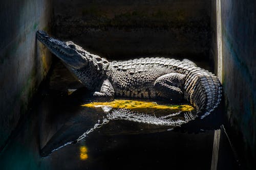 Free stock photo of crocodile, jail, light reflections