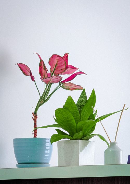 Free Vibrant houseplants in stylish pots offer a fresh, decorative indoor vibe. Stock Photo