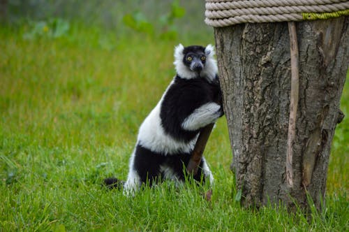 Black and White Ruffed Lemur Standing in Grass of Zoo Enclosure