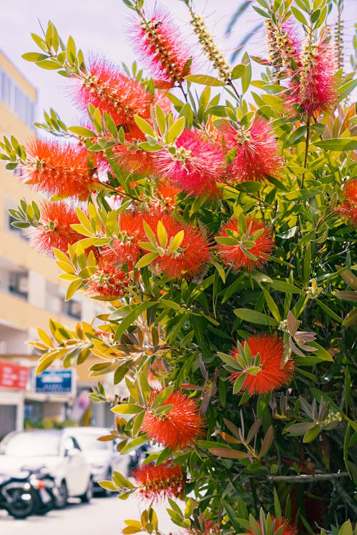 Foto profissional grátis de cidade, cidades, flores