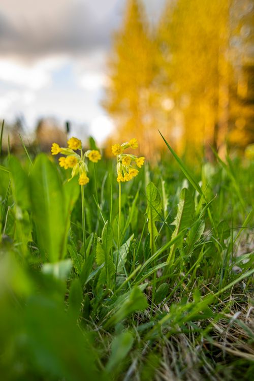 Free Close-up of vibrant yellow wildflowers blooming in a sunny spring meadow. Stock Photo
