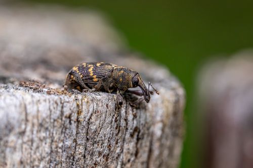 Free Detailed view of a weevil on a tree trunk outdoors in natural setting. Stock Photo