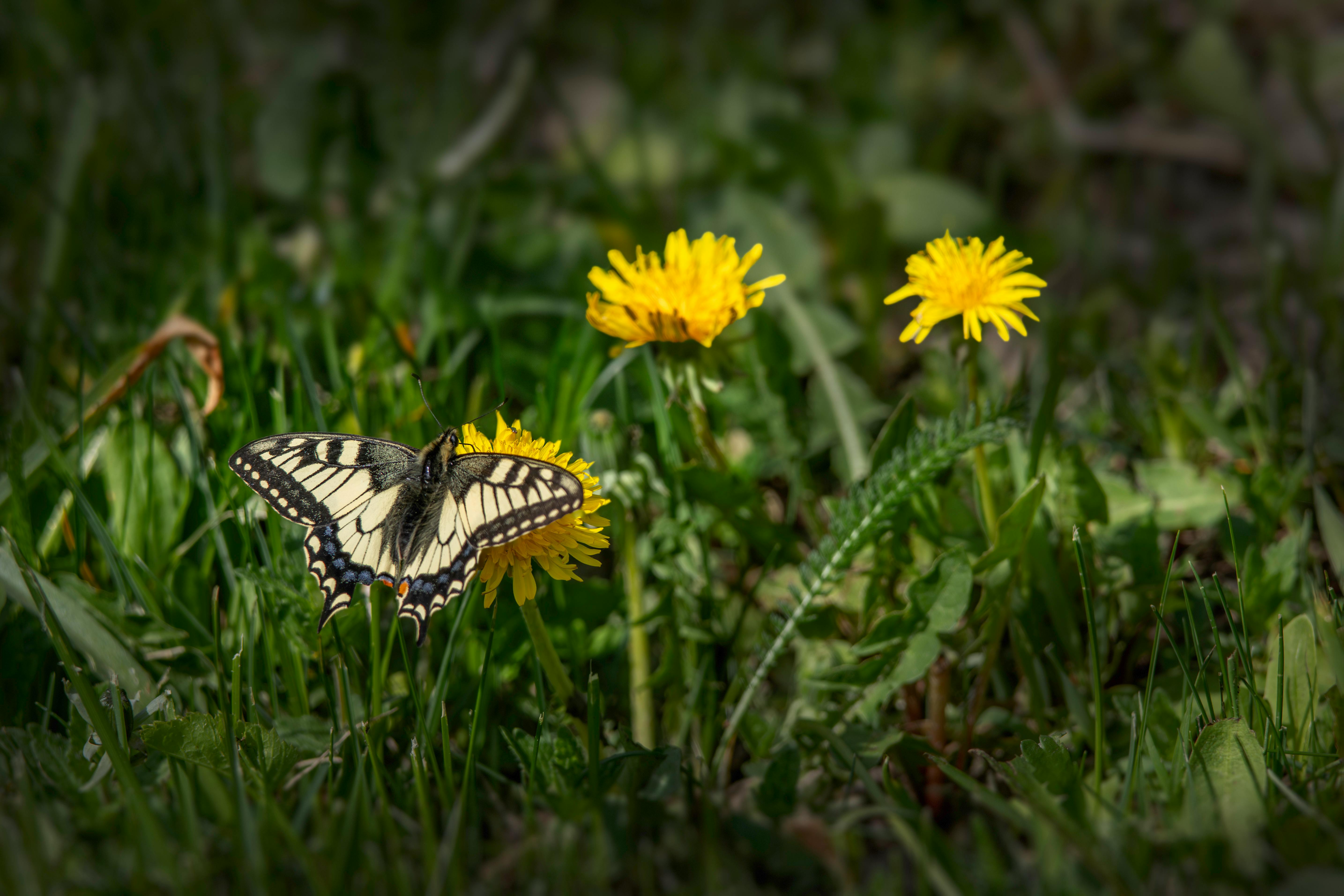 a butterfly sitting on some dandelions in the grass