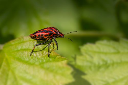 Free Vibrant striped beetle perched on a green leaf in a natural garden setting. Stock Photo