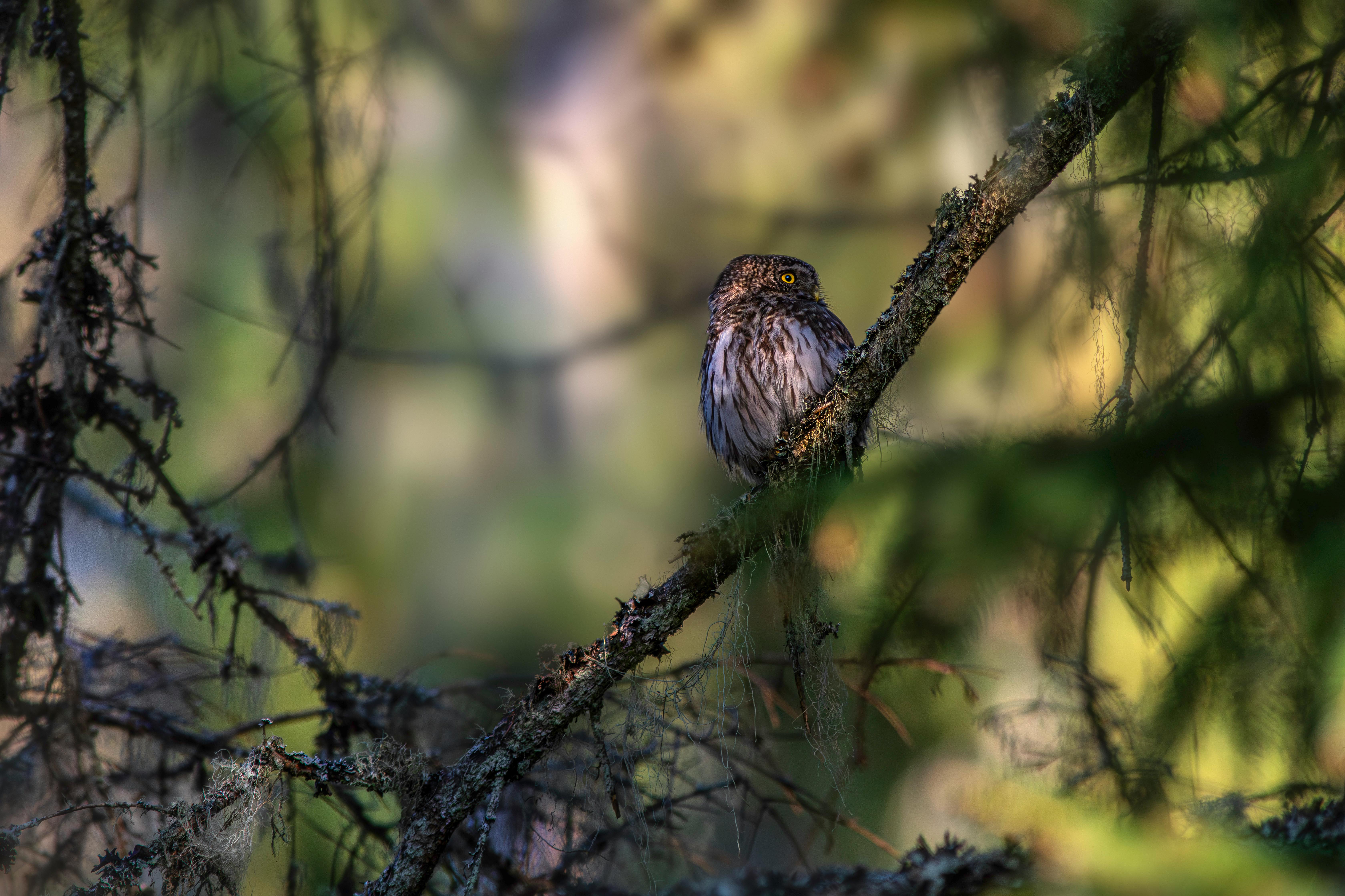 a small bird perched on a branch in the woods