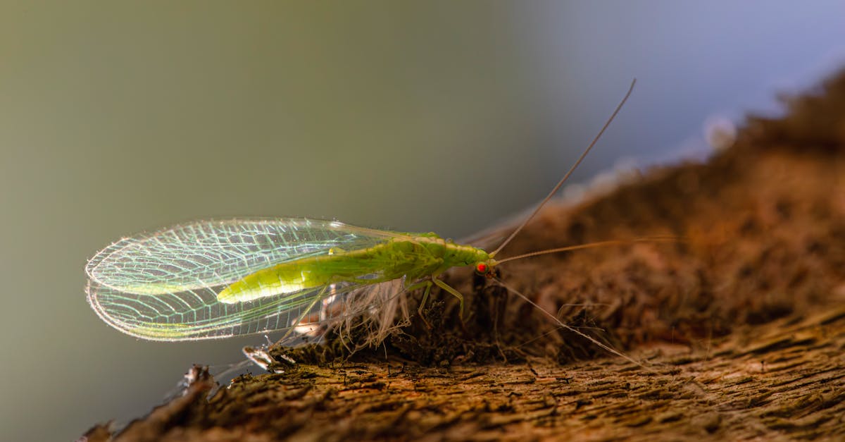 A green insect sitting on top of a wooden log