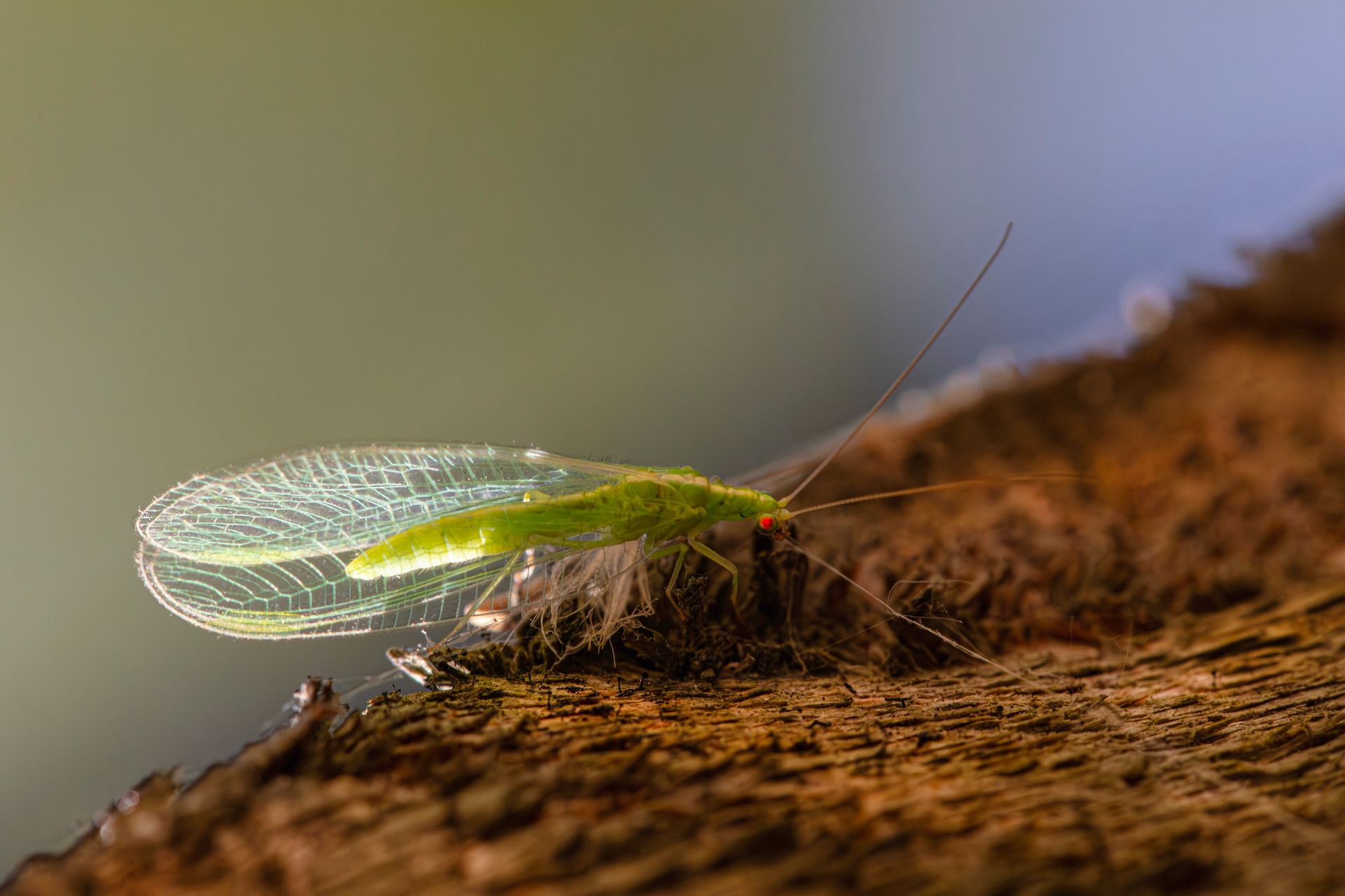 A green insect sitting on top of a wooden log
