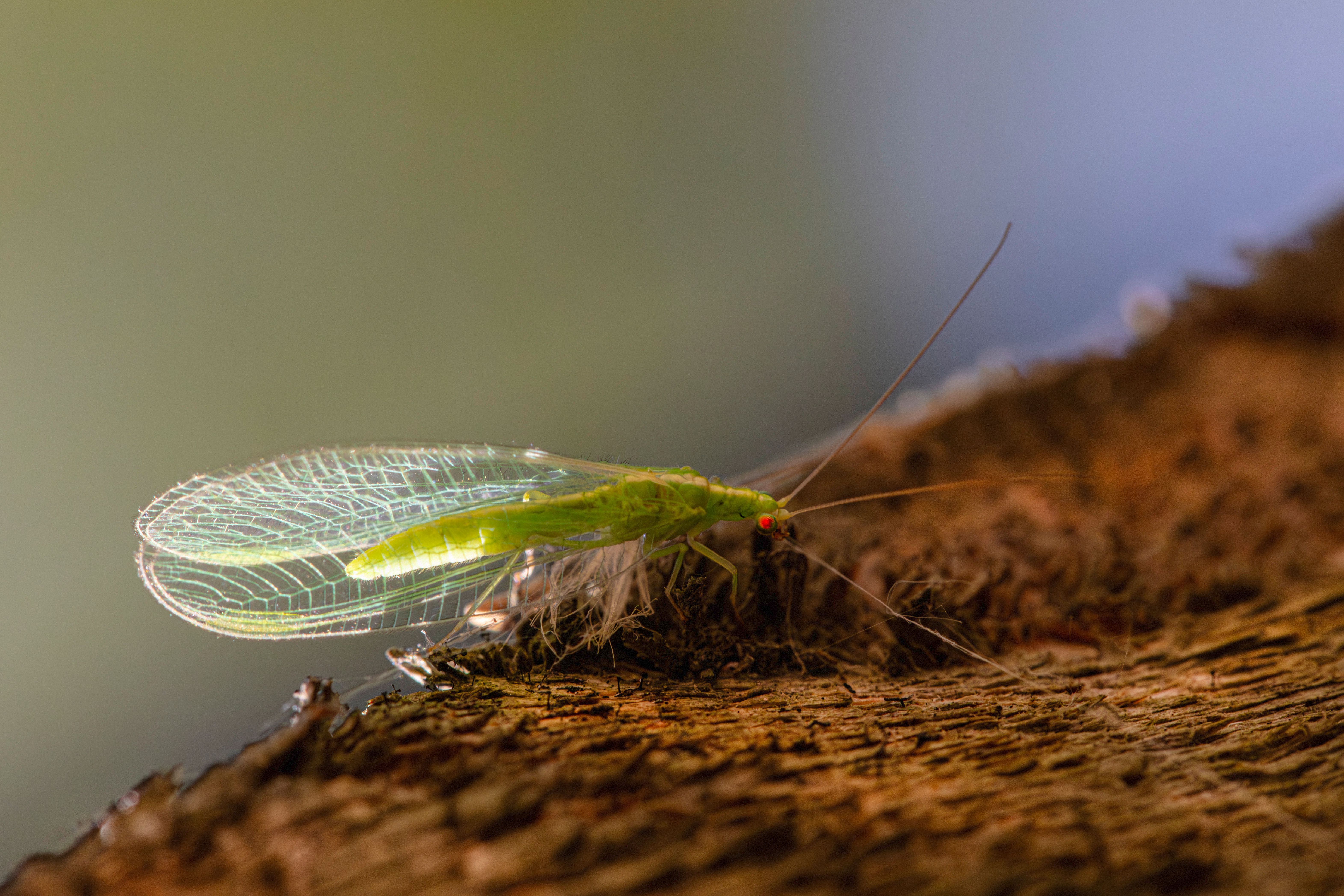 A green insect sitting on top of a wooden log · Free Stock Photo