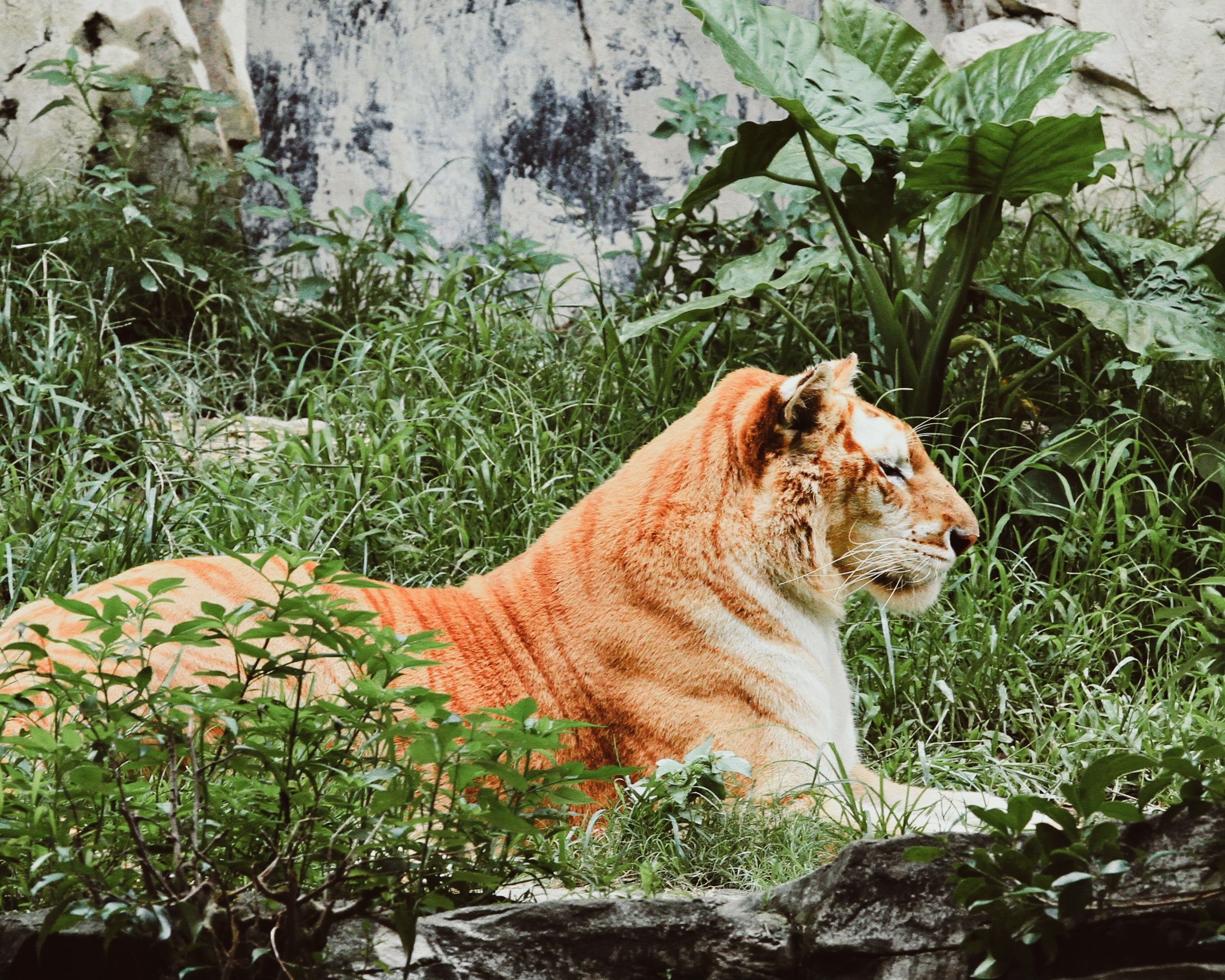 A striking Bengal tiger lounging in its natural jungle setting, surrounded by verdant foliage.