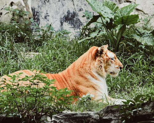 Foto stok gratis binatang, harimau, kebun binatang