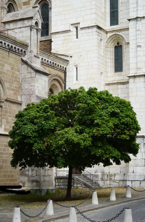 Free A vibrant tree set against a historical Swiss building facade. Stock Photo