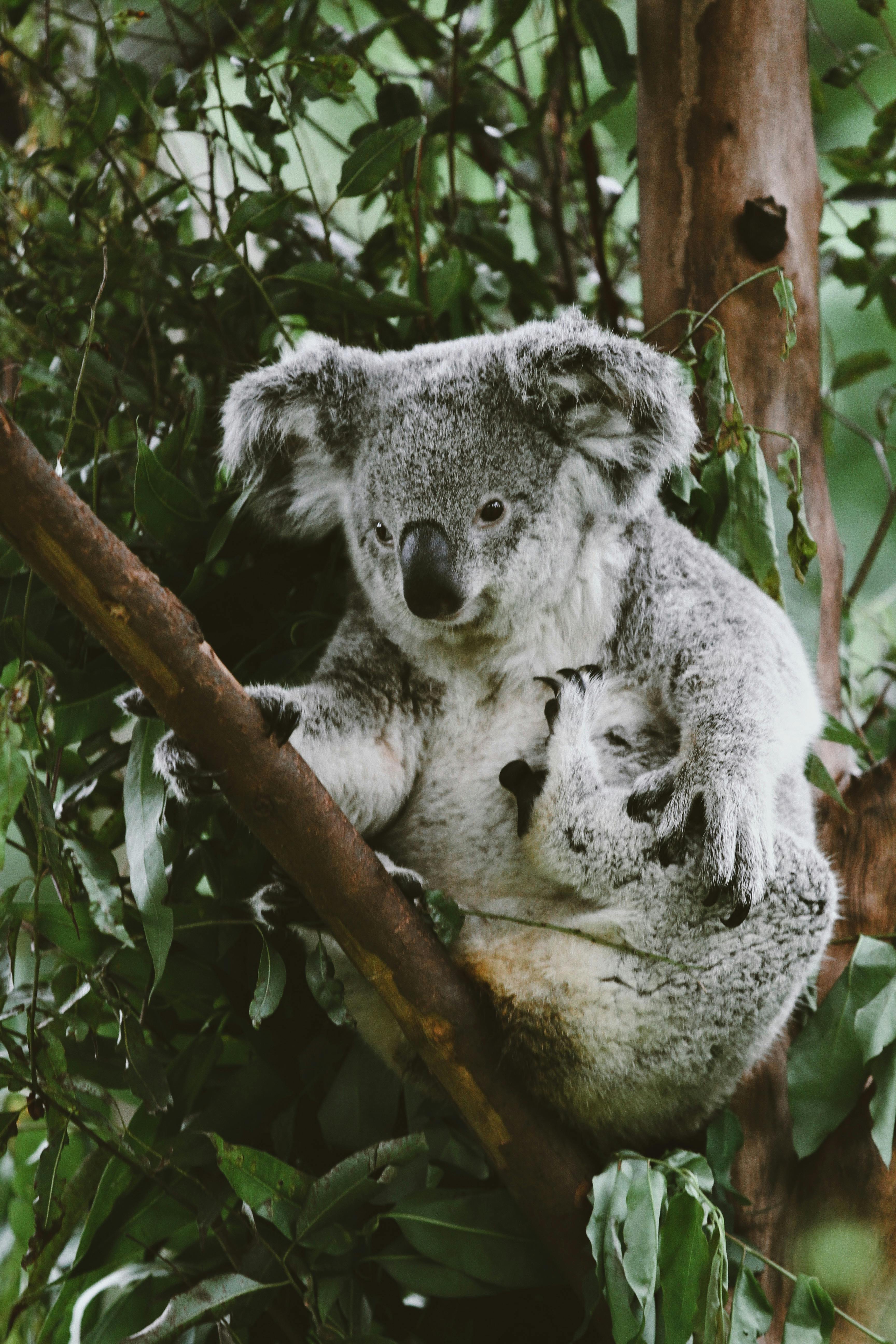 Close-up of a koala clinging to a tree with its baby in a lush green forest.