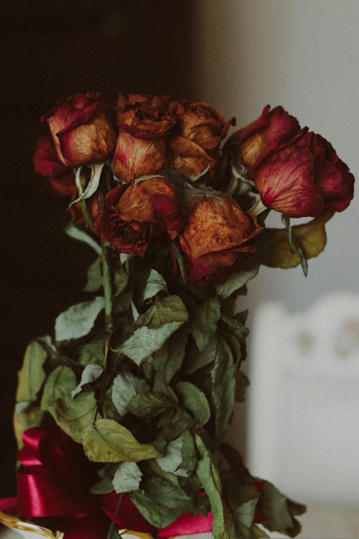 2 Dozen Red Roses Photos, Download The BEST Free 2 Dozen Red Roses