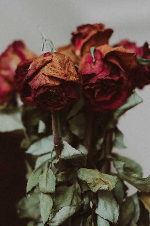 Bouquet of Red Roses 